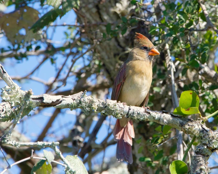 a small bird sits in a tree on the nch