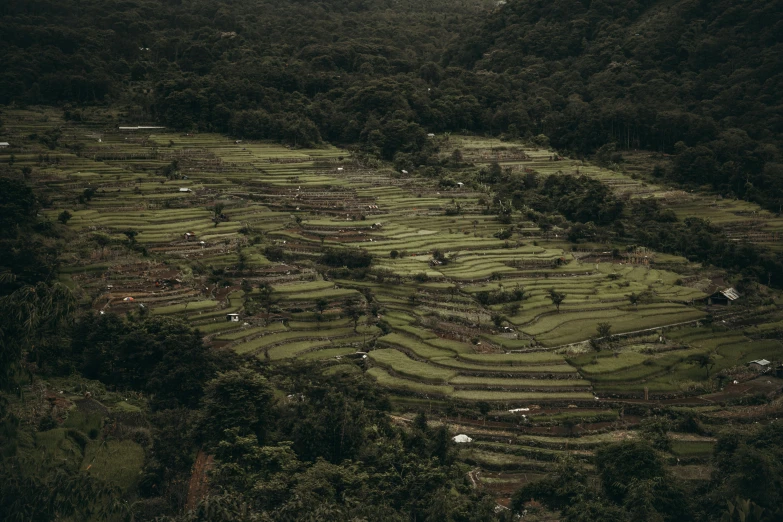 an expansive landscape in a forested area