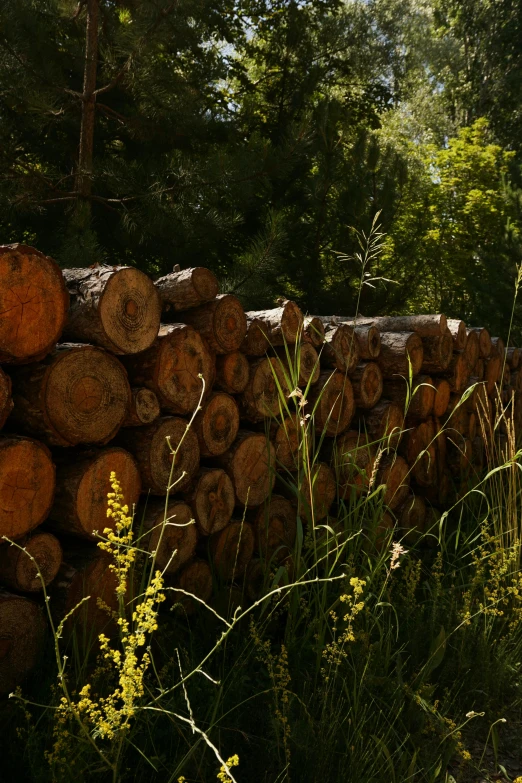 the pile of logs is full of greenery