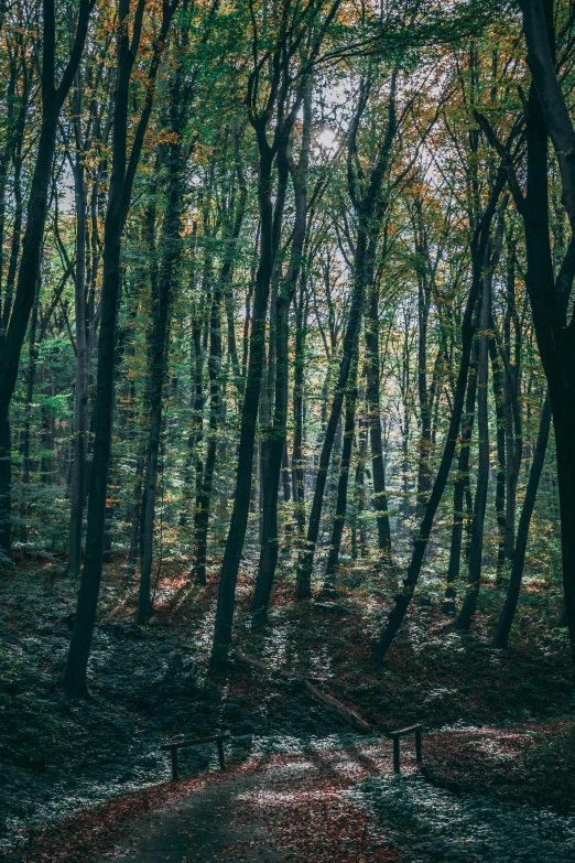 a path in a forest with lots of leaf covered trees