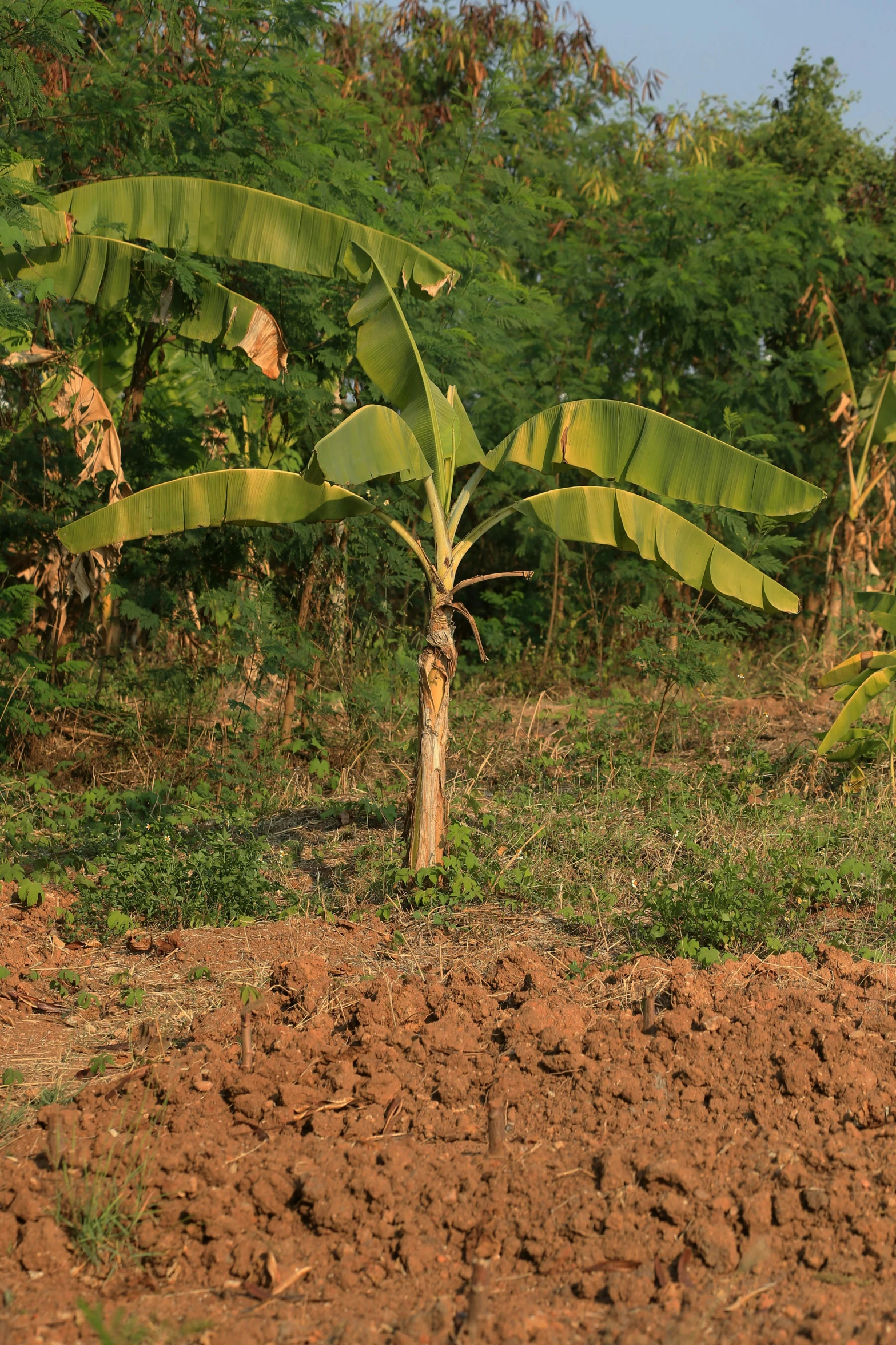 a view of a field with trees, dirt and grass