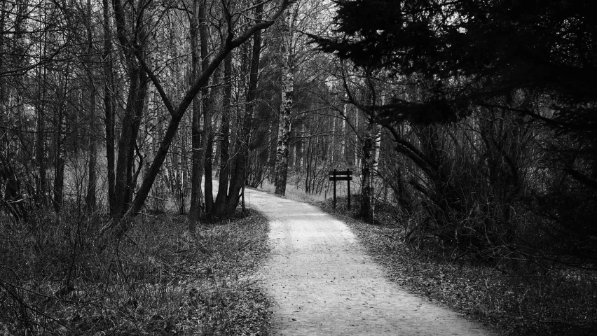 a black and white po of a road through a wooded area