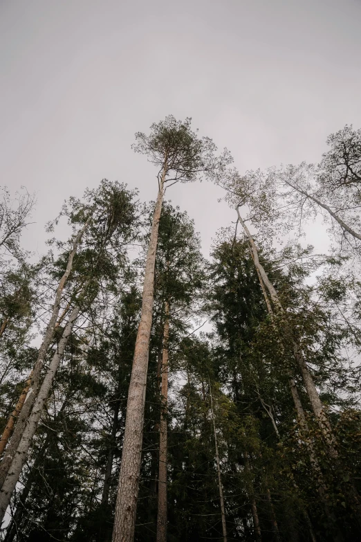 a row of tall trees stand against a grey sky