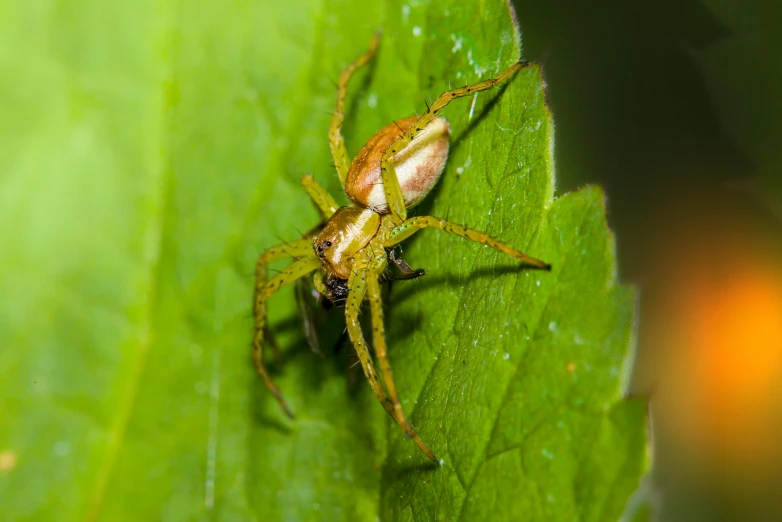 a spider is on top of a leaf