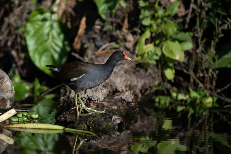 a black bird with orange head stands on the edge of water next to a leafy area