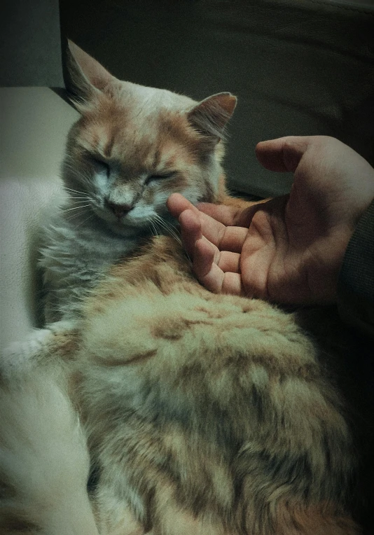 a person holding a cat with one hand