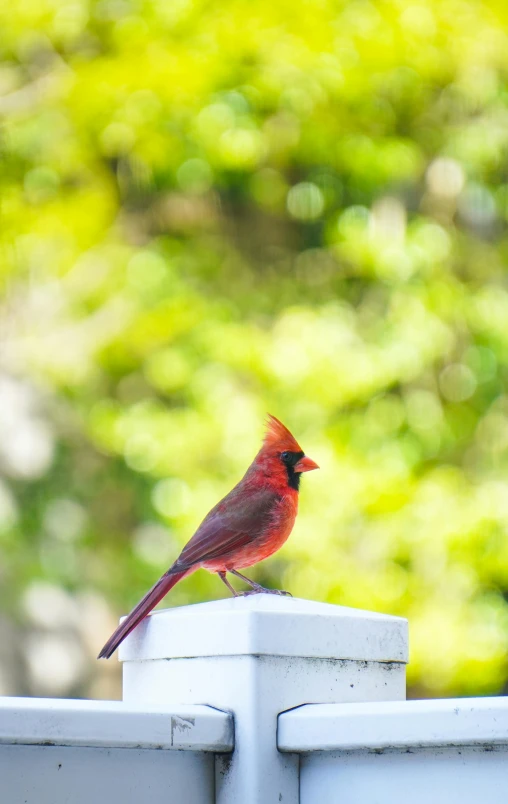 a red bird perched on top of a white fence