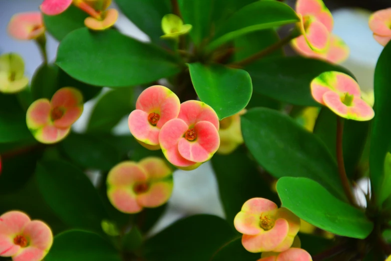 a group of small pink flowers with green leaves