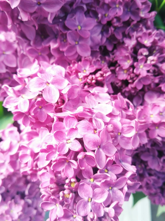 close up view of a group of flowers in a vase