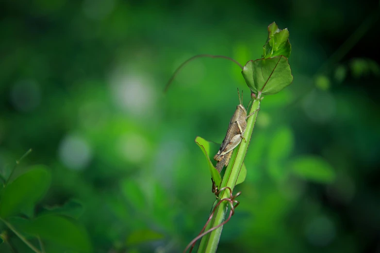 a small green insect sitting on top of a tall leaf