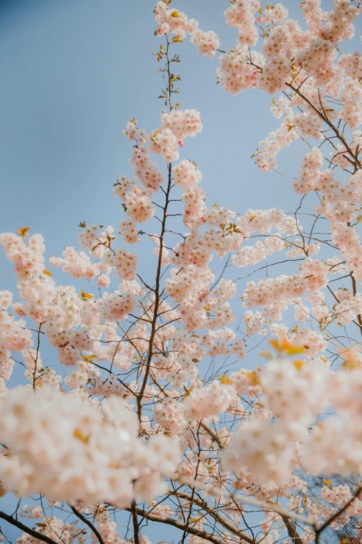 a po taken looking up at pink flowers on trees