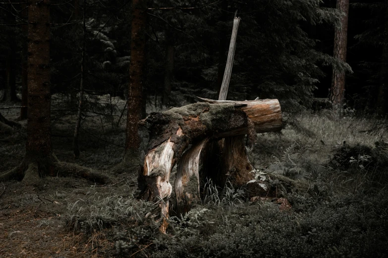 a tree that is sitting on the ground in the woods