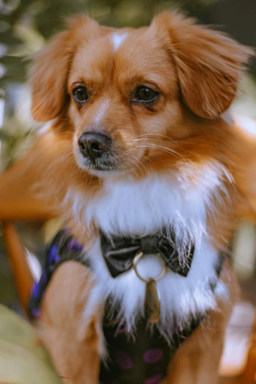 a small dog wearing a necktie and sitting down