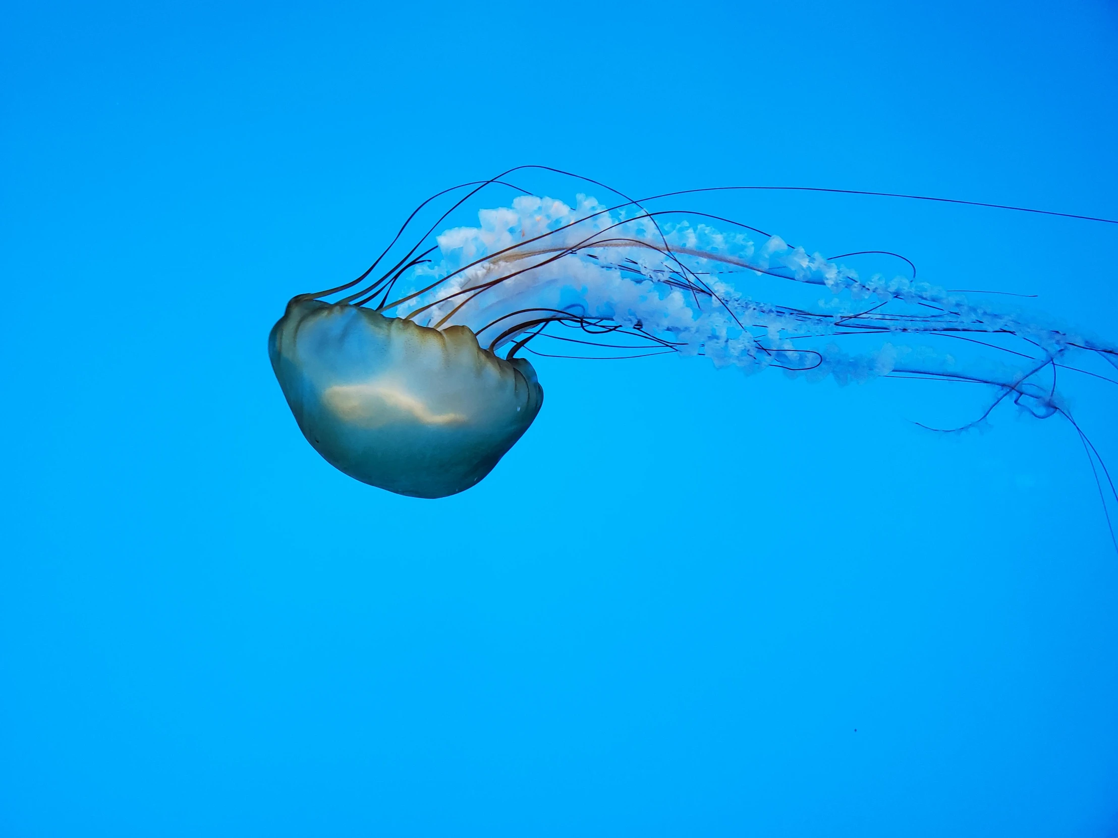 a large jellyfish swimming under a blue sky