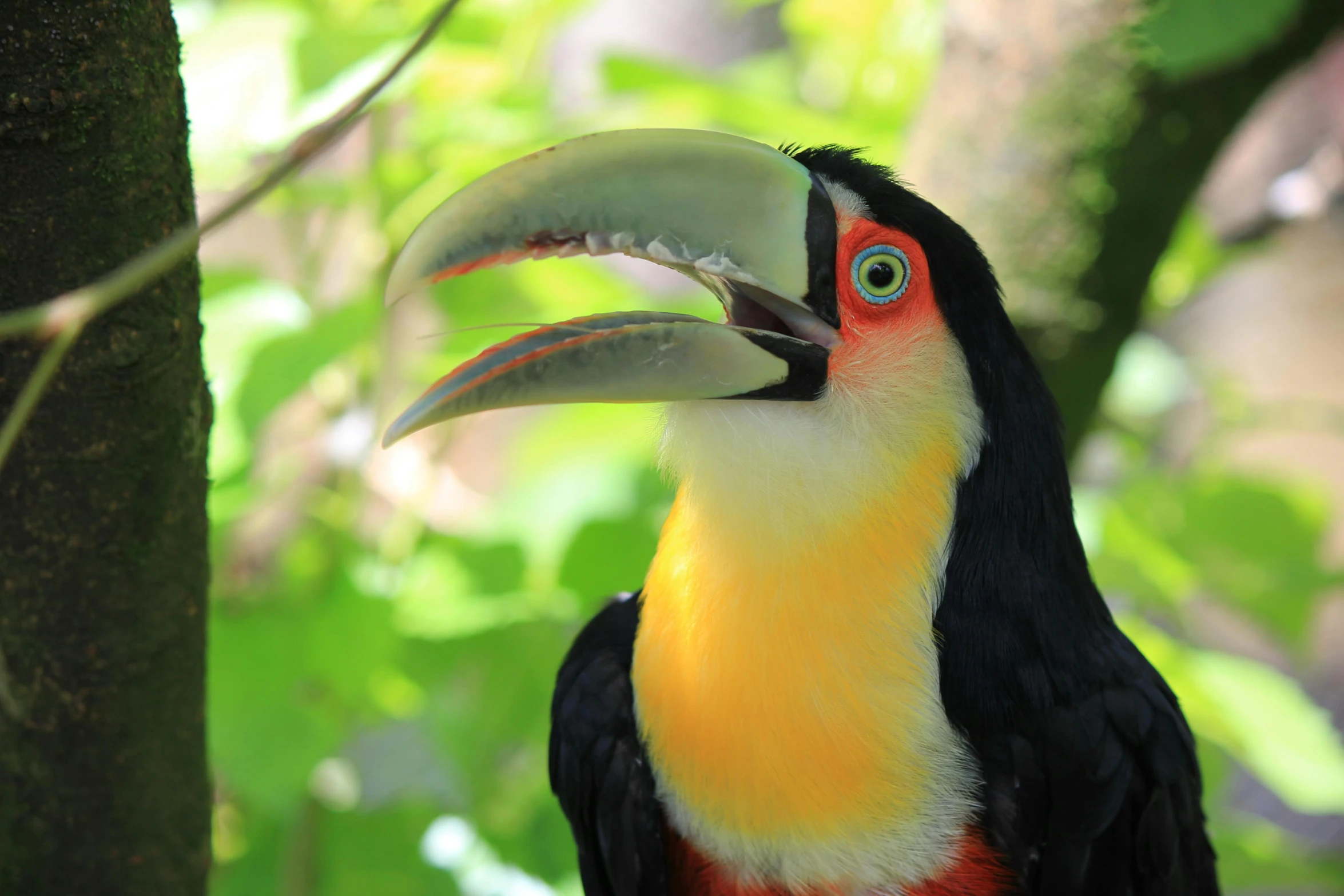 a colorful parrot with orange and yellow feathers