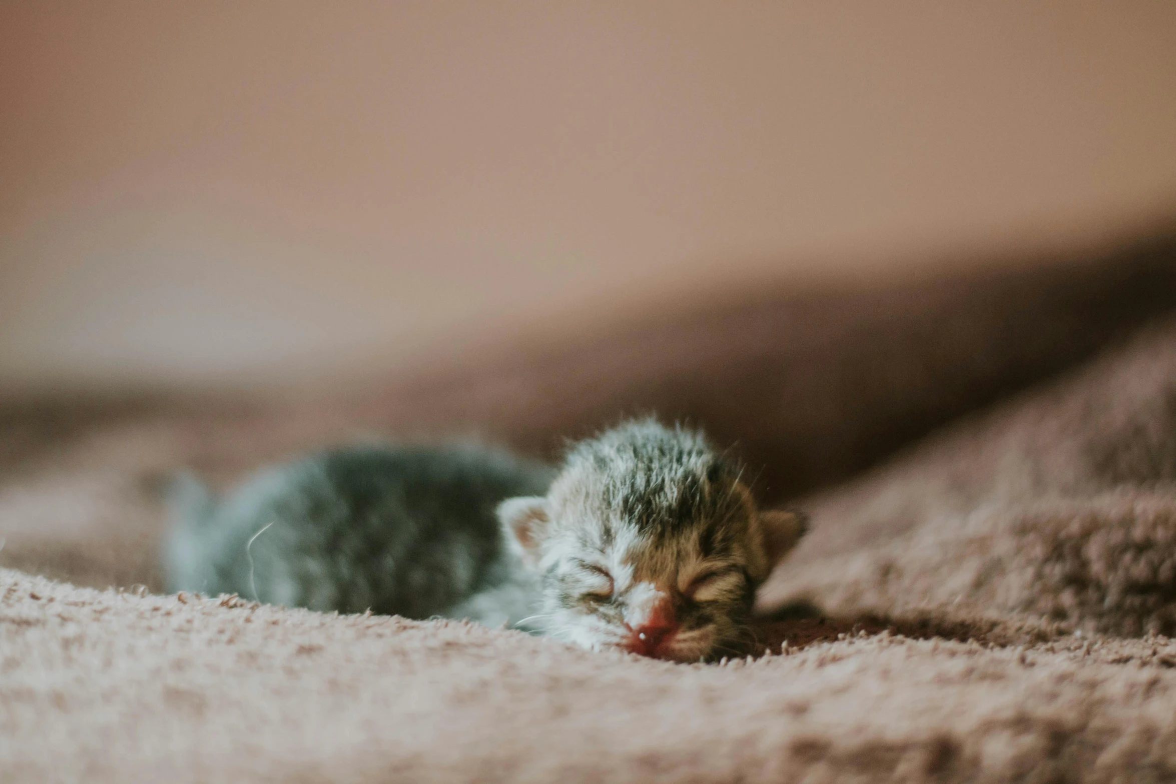 a cat with its eyes closed laying down on the floor