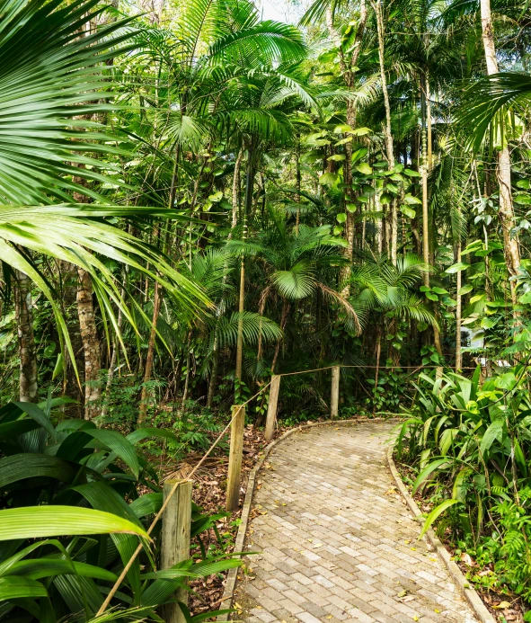 a very tall green forest with lots of trees