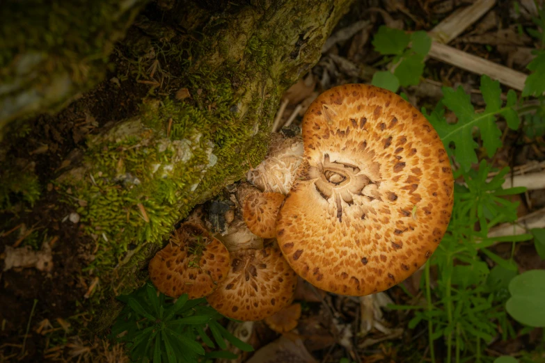 two mushrooms stand under some moss and leaves