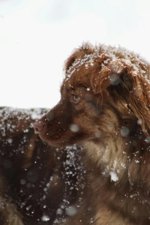 there is a dog that is standing in the snow