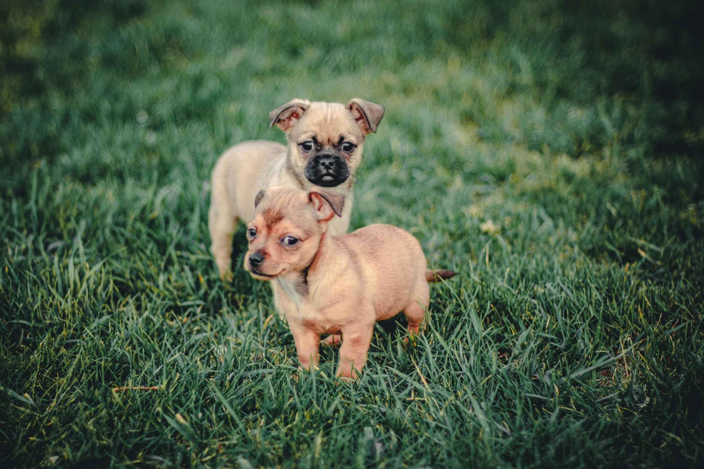 two small dogs standing on top of a lush green field