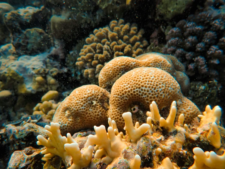 small orange sponges surrounded by coral and other corals