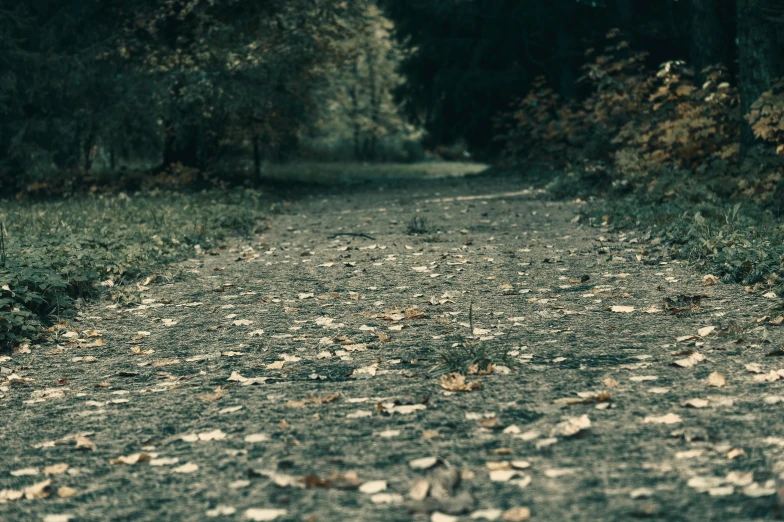 the dirt road is surrounded by trees