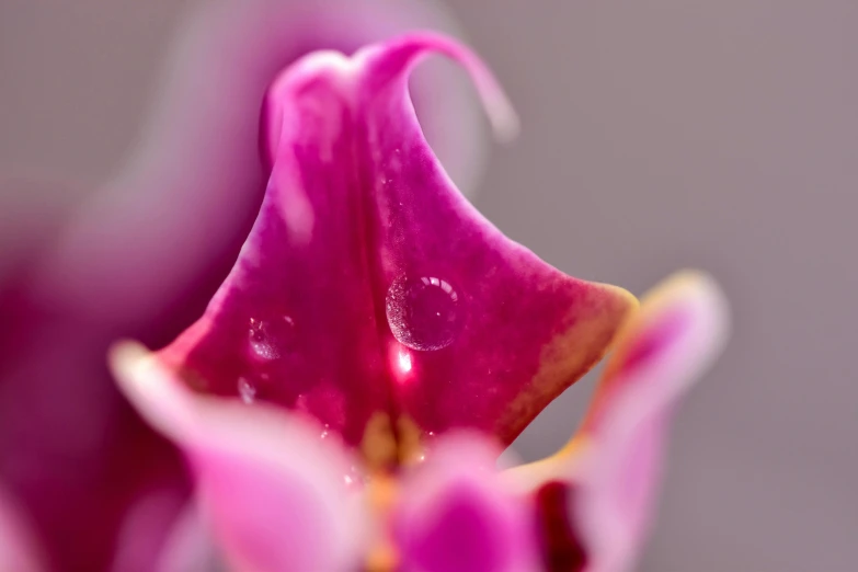 a close up s of a purple flower