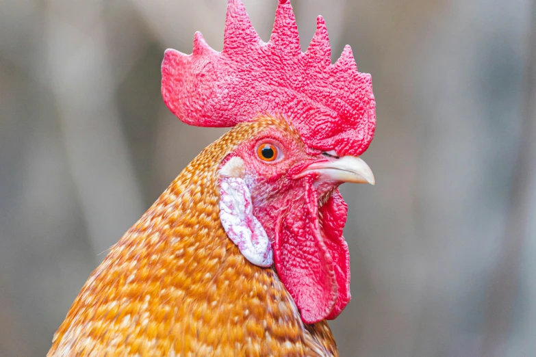 a closeup of the head and  of a chicken