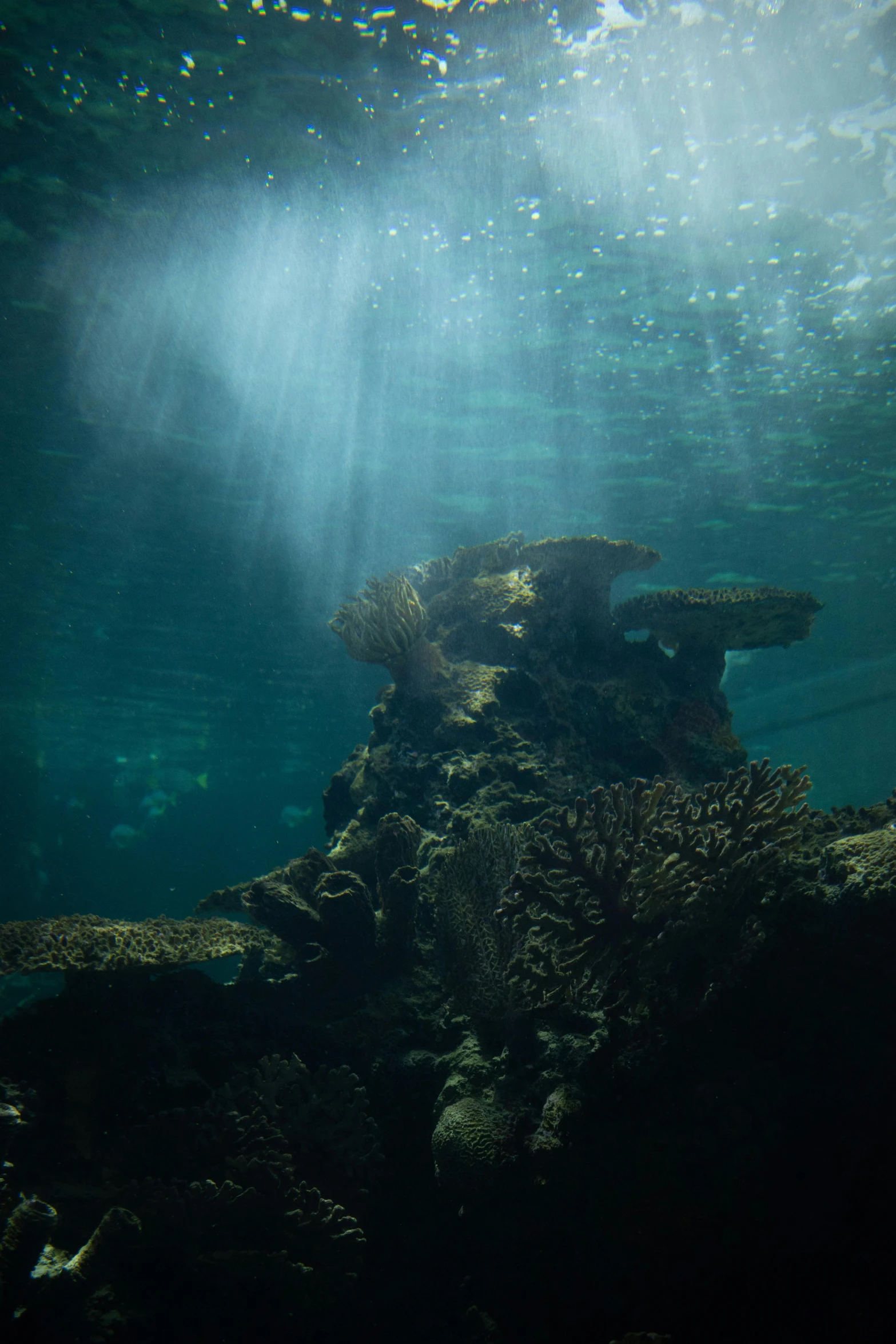 underwater view of an ocean floor with algae