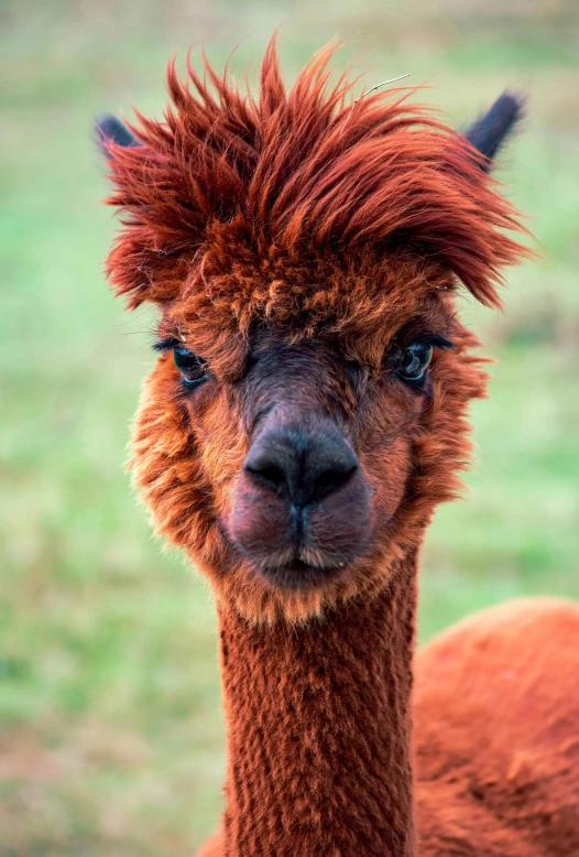 a close - up of a llama with hair dyed orange