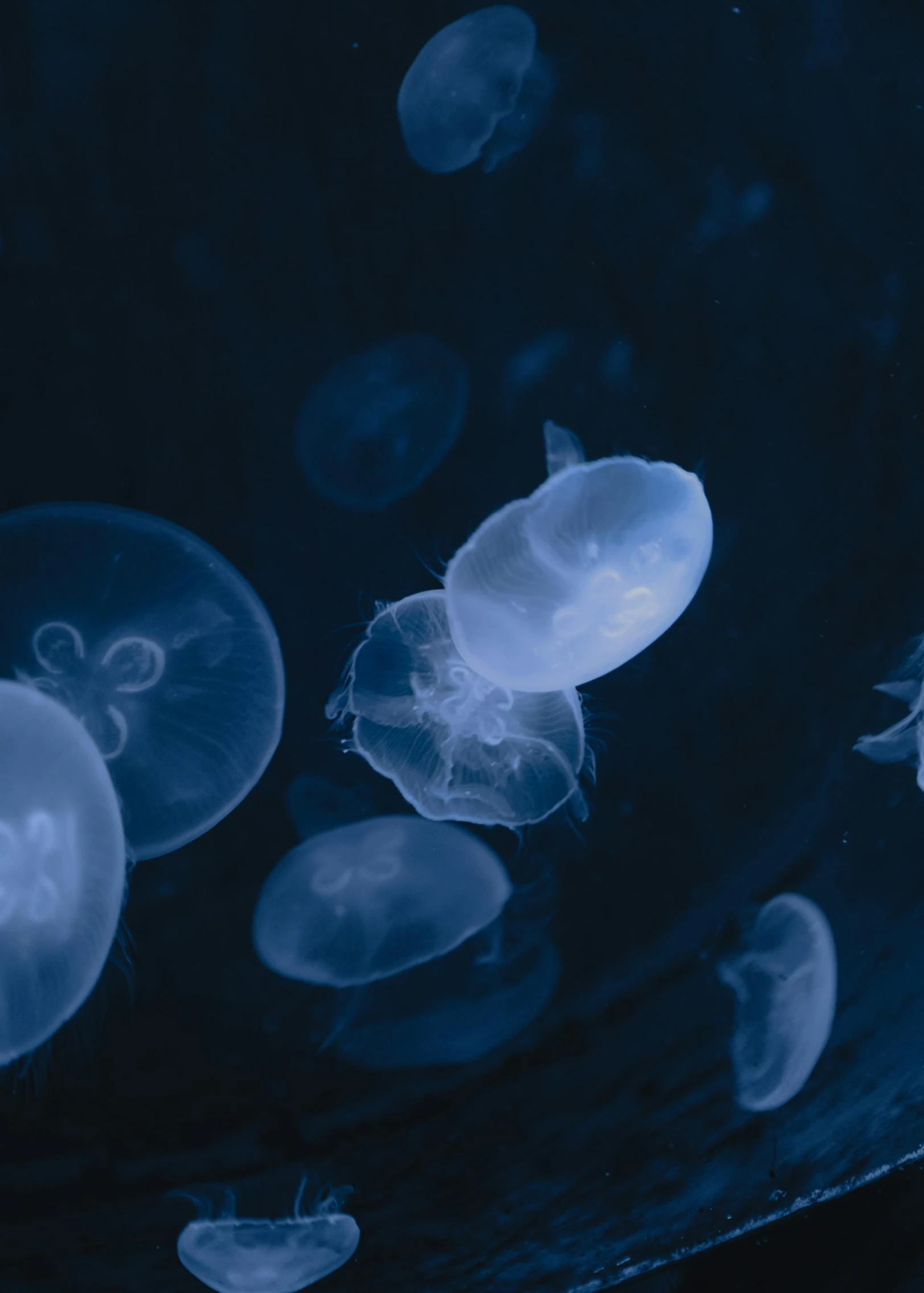 jellyfish floating underwater with dark water and blue background