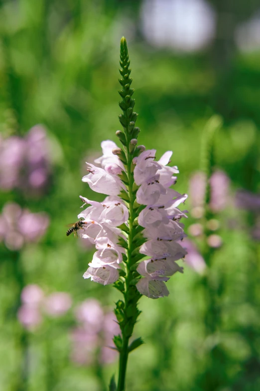 close up of a plant with pink flowers in the background