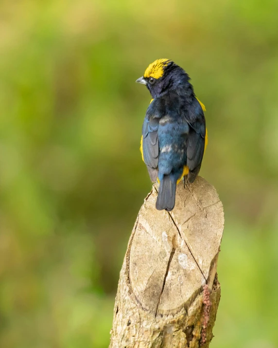 a bird with blue, yellow and black on it's head sitting on a stump