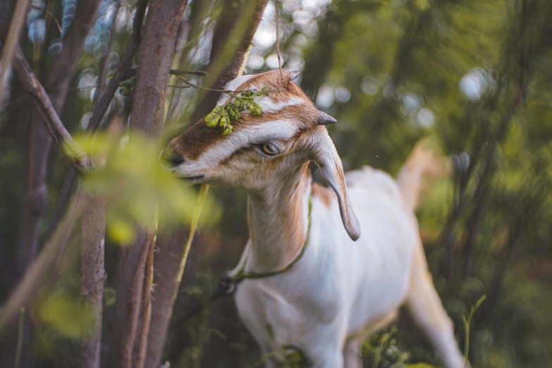 an animal that is standing in the bushes