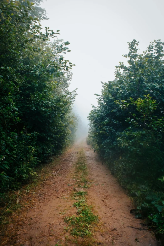 a dirt road lined with lush green trees