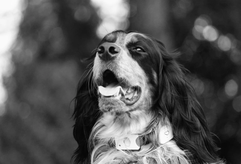 black and white pograph of a dog's face