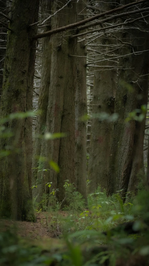 a man is standing in a forest surrounded by trees