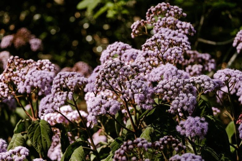 many purple flowers surrounded by green leaves