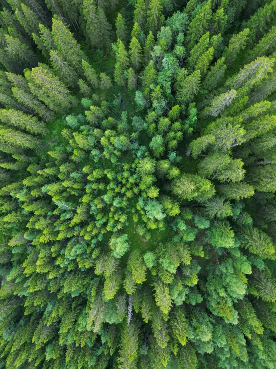 a dense green forest looking down into the sky