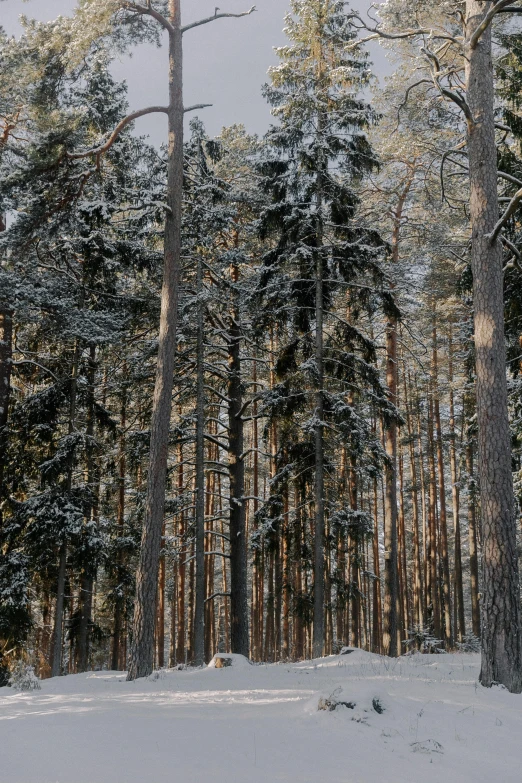 the forest is covered in snow and covered with snow