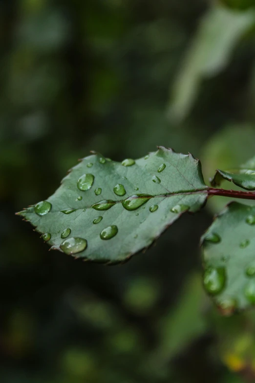 a leaf with water drops on it, with other leaves