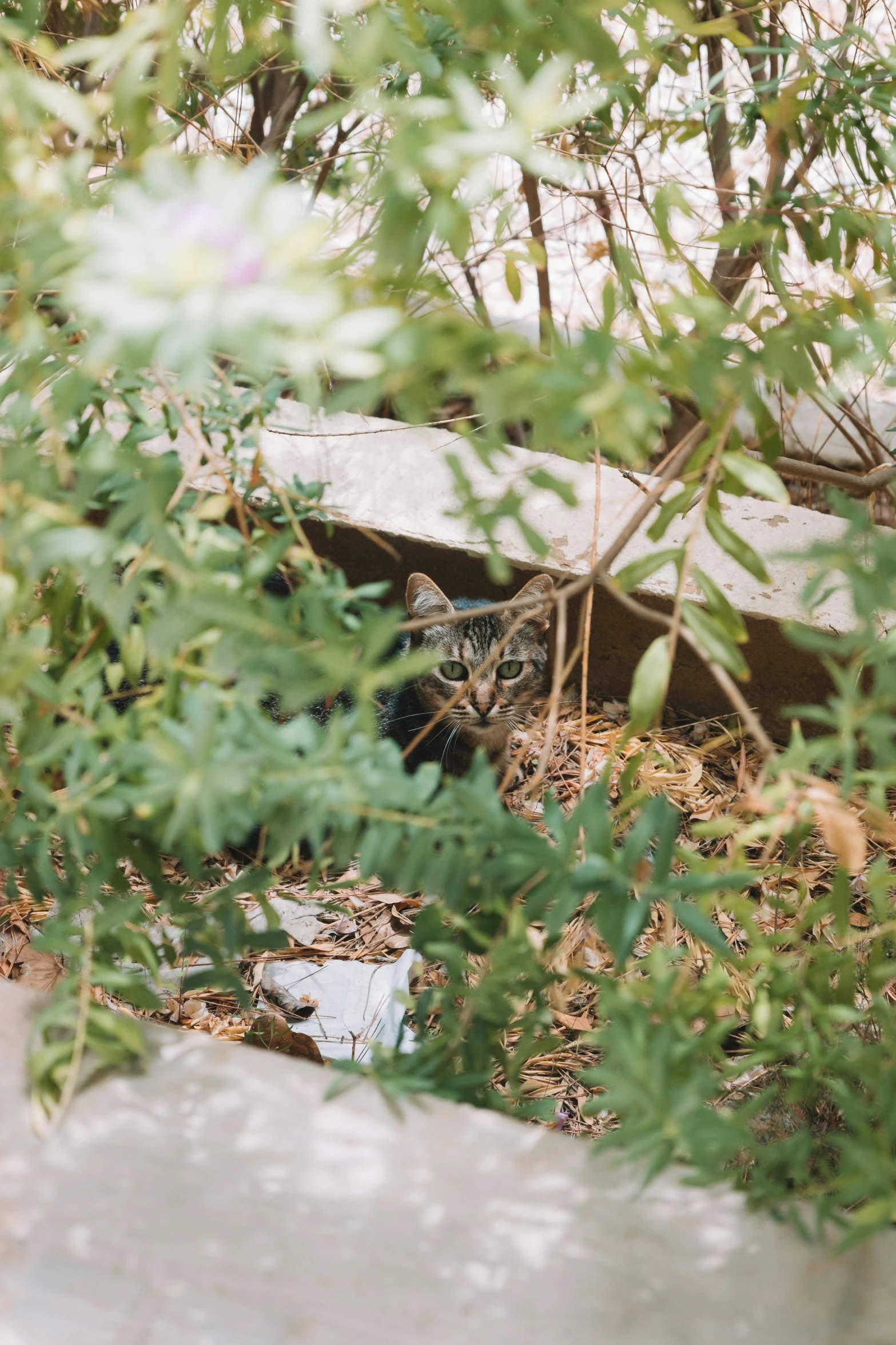 a small cat is hiding in the bushes