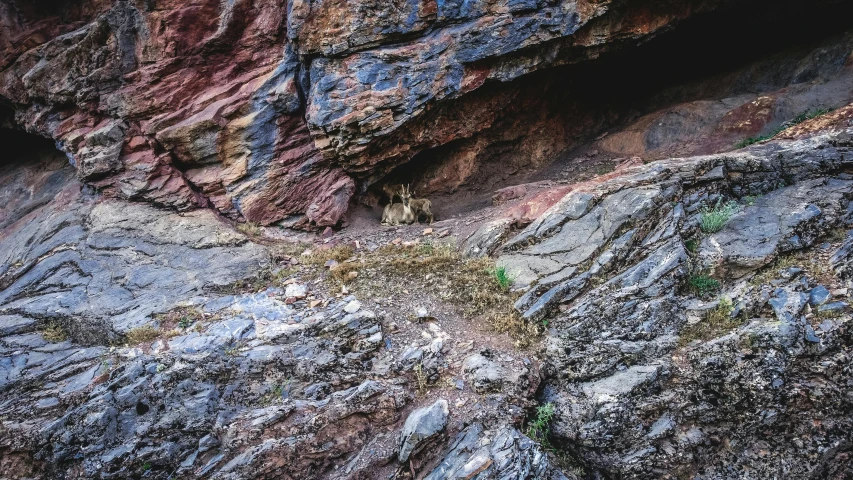 animals are walking in the grassy area between a rock face