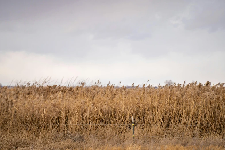 a field full of tall brown grass with a bird perched on it