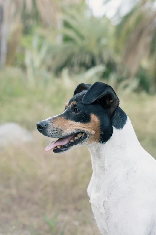 a close up of a dog outside in the grass