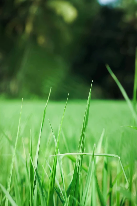 some very green grass in the middle of some tall grass