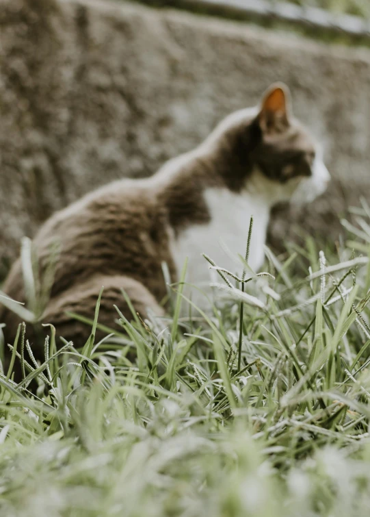 a cat sitting by the side of a stone wall and green grass