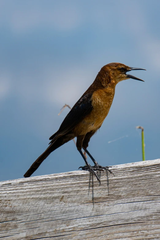 a bird with a long beak standing on wooden planks