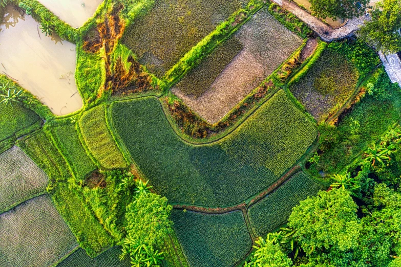 the view of a lush green field from above