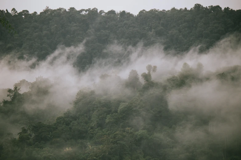 fog rolling over the trees and grass on a misty day